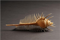 Venus comb. (Murex pecten) Venus comb shells are found in the Indian Ocean and the western and central Pacific Ocean.